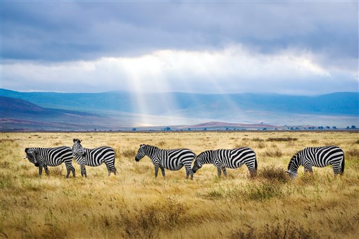 Tanzania Safari 028